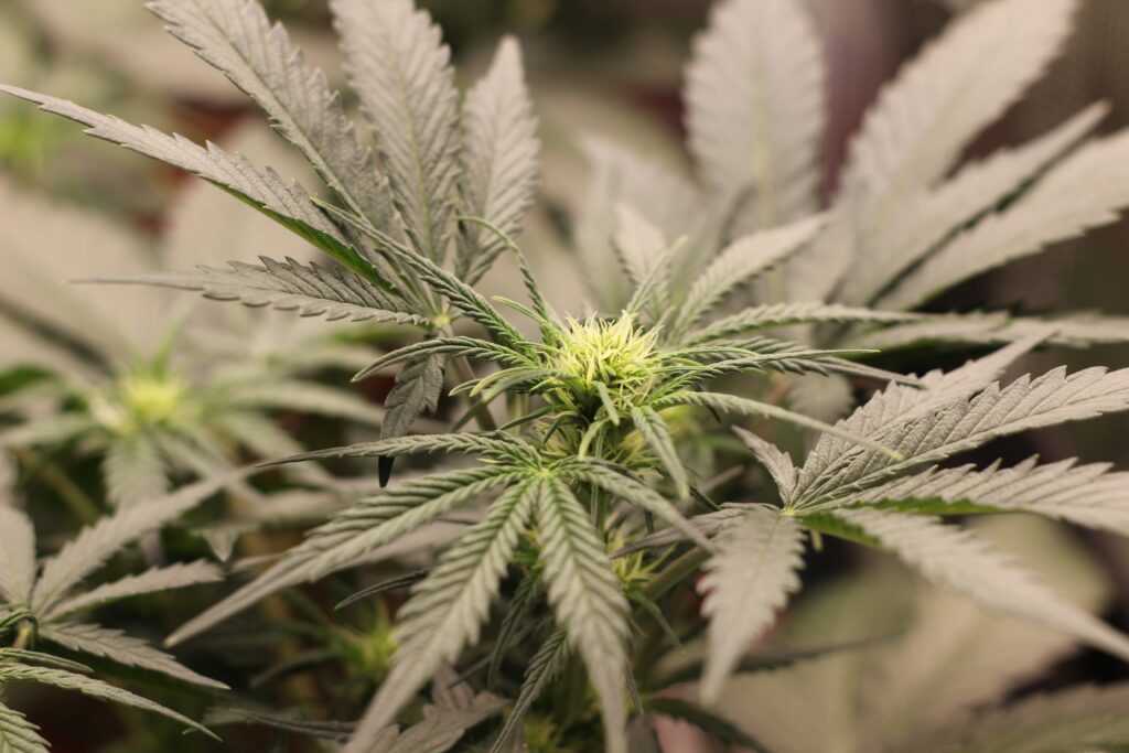 Marijuana (weed) plant