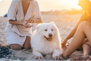 An image of friends spending time at the beach with their dog, an activity for addiction therapy