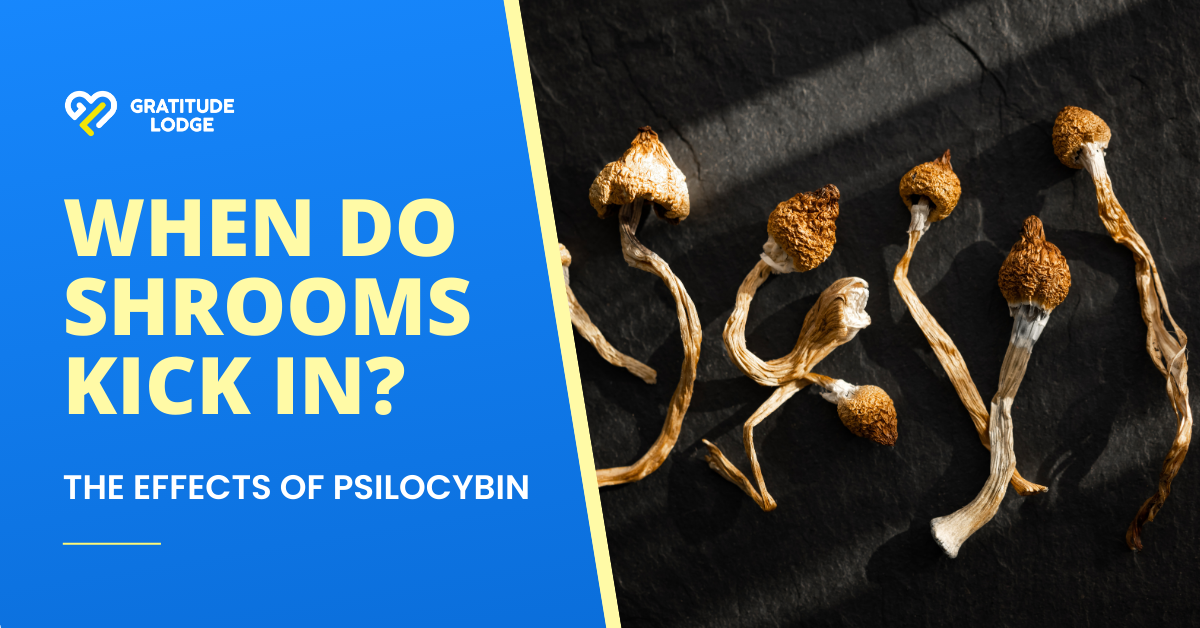 an image of magic mushrooms representing When Do Shrooms Kick In? The Effects of Psilocybin